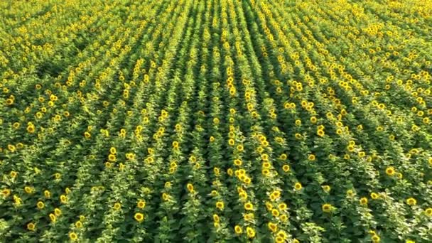 Flug Über Sonnenblumenfeld Luftaufnahme Blühende Sonnenblumen Ukraine Kamera Rückt Vor — Stockvideo