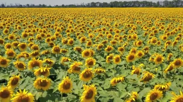 Vlucht Zonnebloemveld Luchtfoto Bloeiende Zonnebloemen Oekraïne — Stockvideo