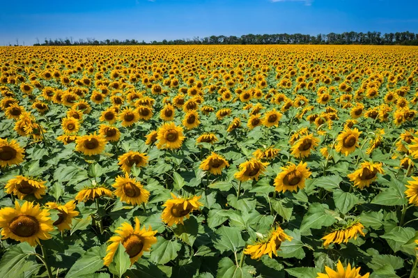Luftaufnahme Zum Blühenden Sonnenblumenfeld Ukraine — Stockfoto