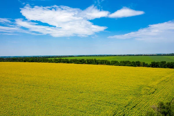 Venkovská Krajina Letecký Pohled Pole Kvetoucích Slunečnic Modré Oblohy Ukrajina — Stock fotografie