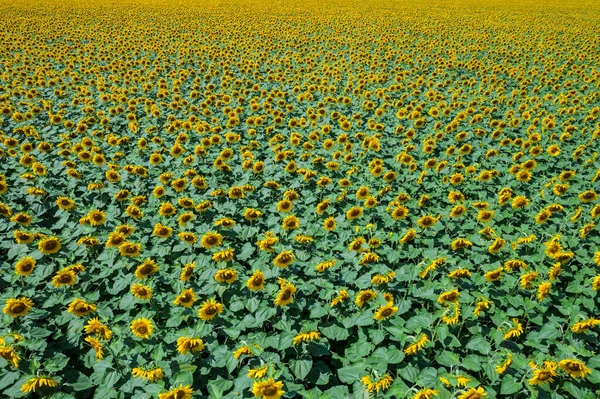 Aerial View Endless Blooming Sunflowers Field Ukraine — Stock Photo, Image
