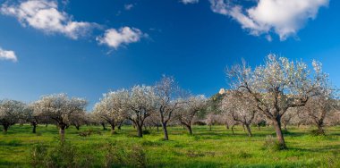 çimenli alan badem ağaçları