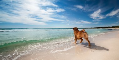 Güneşli Playa del Caragol 'da, Mallorca, bir köpek sevinçle kıyıda yarışıyor, parlayan Balear denizi arka planda