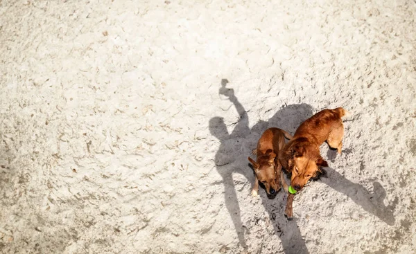 From a bird\'s-eye view, two dogs tussle on the sandy ground, each vying for a tennis ball. Amidst their playful scuffle, the shadow of the photographer subtly imprints the scene, adding a personal touch to the dynamic moment