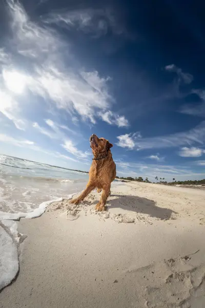 On the sun-kissed shores of Playa del Caragol in Mallorca, a dog looks upward, lost in thought or perhaps intrigued by something in the sky. The serene backdrop of the sandy beach under the radiant sun captures a moment of canine contemplation