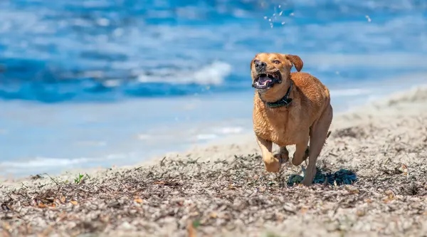 在Mallorca的Playa Del Garagol被阳光晒得湿透的海岸上 一条湿狗欢快地沿着水边狂奔 这只狗从最近的倾盆大雨中闪烁着光芒 体现了海滩上无忧无虑 阳光普照的一天的本质 免版税图库照片