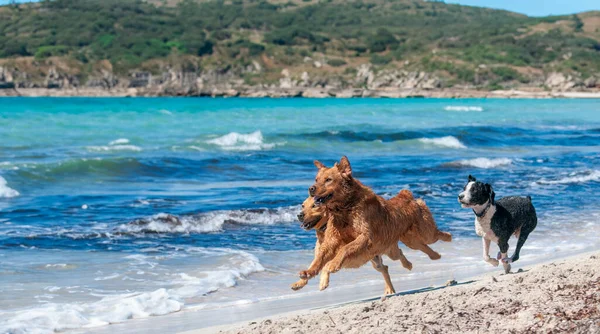 在Mallorca的Playa Del Caragol的一个阳光灿烂的日子里 三只狗沿着海岸线奋力奔跑 他们嬉闹的飞溅 伴随着闪耀的大海和灿烂的阳光 包裹着一段纯粹的欢乐和自由的时光 免版税图库图片