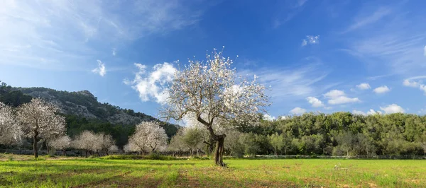 Mandlové Stromy Plném Květu Představují Dechberoucí Podívanou Srdci Bujného Sadu Stock Snímky