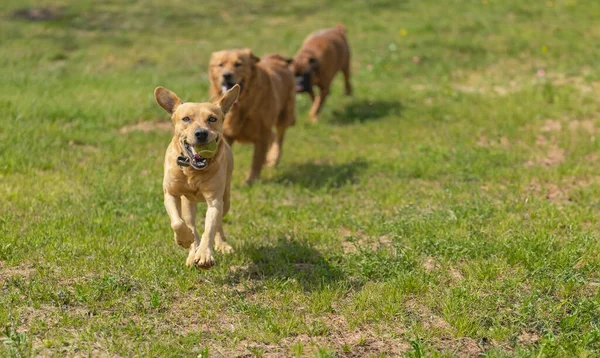 A golden dog in the foreground gallops towards the viewer with a beaming expression and a ball in its mouth. Behind it, two more dogs of similar breed follow eagerly, all set against a backdrop of a sunlit, grassy field