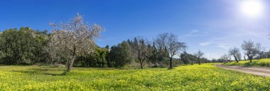 Bu panoramik manzara, baharın gelişini gösteriyor. Badem ağaçları çiçek açıyor ve sarı kır çiçeklerinden oluşan bir halı uzaklara yayılıyor.