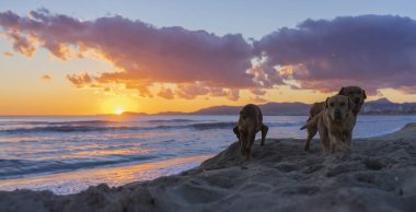 Kumsalda bir çift neşeli köpek, batan güneşin parlaklığıyla gökyüzünü boyuyor..