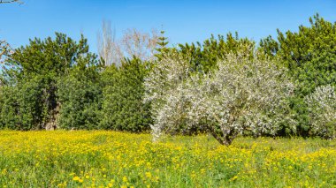 Beyaz çiçekli badem ağaçları mavi gökyüzünün altında canlı sarı kır çiçeklerinden oluşan bir halının üzerinde yükseliyor.