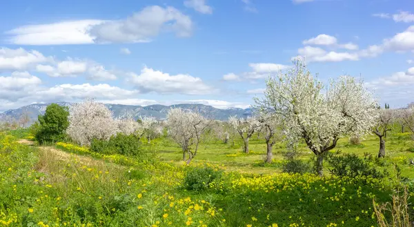 盛开的杏树预示着春天的到来 它映衬着一片生机勃勃的草地和遥远的特拉蒙大拿山 图库图片
