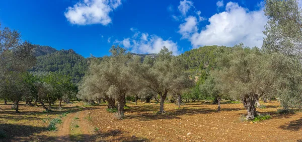 Ancient Olive Trees Dominate Landscape Traditional Orchard Rugged Mountains Blue Stock Picture