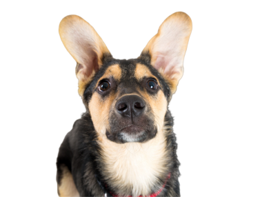 Şirin yavru köpek portresi