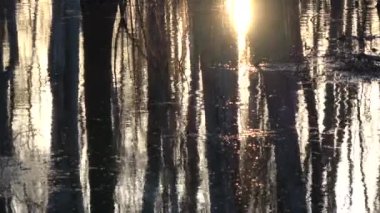 Abstract trees and sunset light reflections on water video background