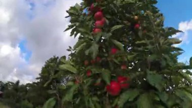 Young apple tree with red apples in summer end wind, time lapse