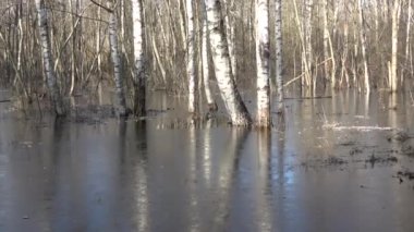 Male and female mallard ducks Anas platyrhynchos on spring flood water in birch forest
