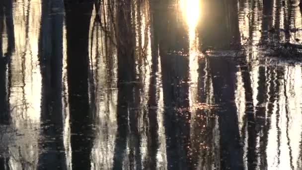 Pohon Abstrak Dan Pantulan Cahaya Matahari Terbenam Pada Latar Belakang — Stok Video