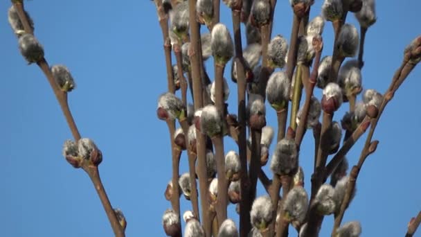 Flowering Pussy Willow Salix Caprea Branches Rotating — Stok video