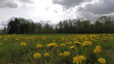 Flowering yellow dandelions field and clouds motion, time lapse