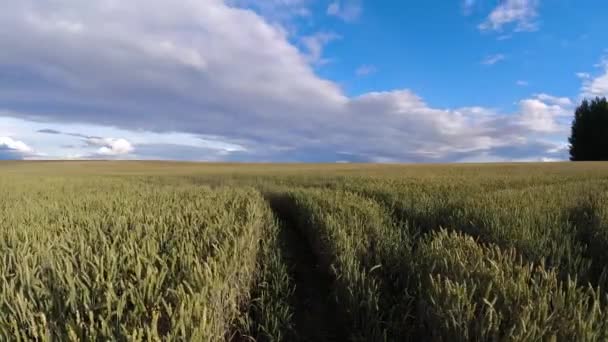 夕方の農地でのコムギ畑の熟成 時間の経過 — ストック動画