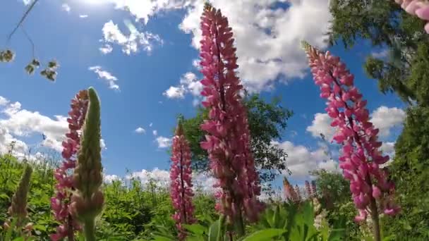 Beautiful Blossoming Lupins Field Clouds Motion Time Lapse — Stock Video