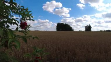 Red elder tree berries and ripening wheat field, time lapse