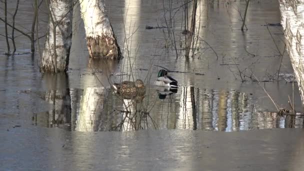 Male Female Mallard Ducks Anas Platyrhynchos Spring Flood Water Birch — Video