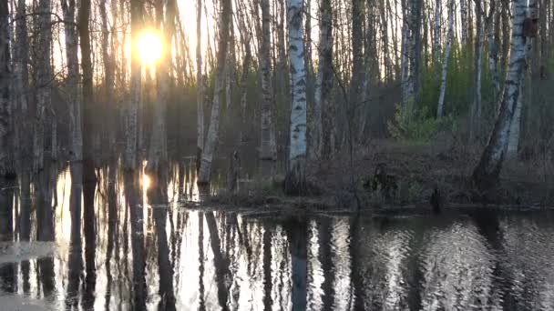 Spring Flood Water Forest Evening Light — Αρχείο Βίντεο