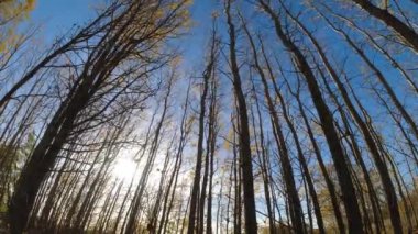 Aspen forest grove in autumn wind, time lapse