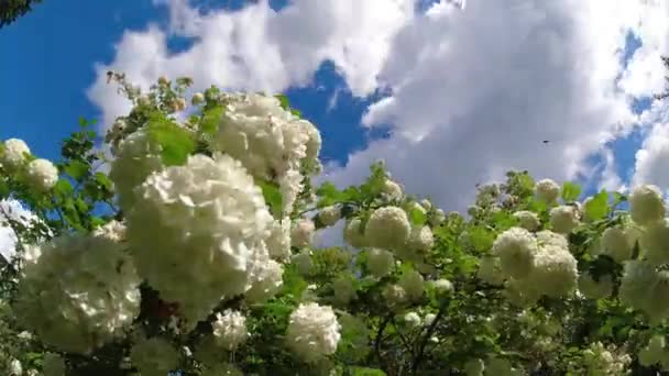Summer Flowering Viburnum Guilder Rose White Blossoms Clouds Motion Time — Stockvideo