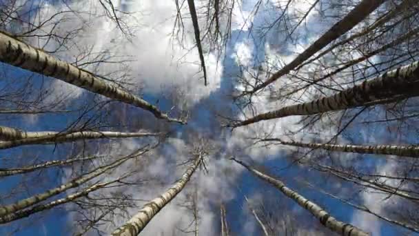 Leafless Birch Forest Clouds Motion Time Lapse — Video Stock
