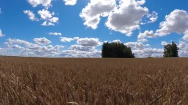 Olgun buğday tarlası ve bulutlar hareket ediyor, zaman geçiyor