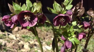 İlkbaharda güzel bir bitki olan Helleborus Orientalis