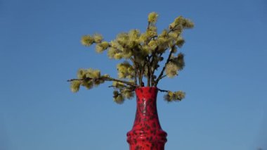 Flowering pussy willow Salix caprea  rotating in red vase