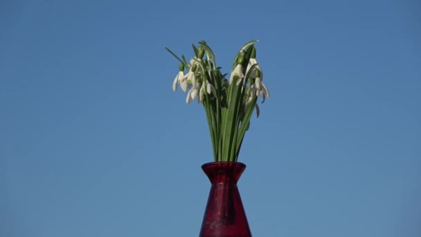 Rotating Red Vase Snowdrops Galanthus Nivalis Bouquet — Wideo stockowe