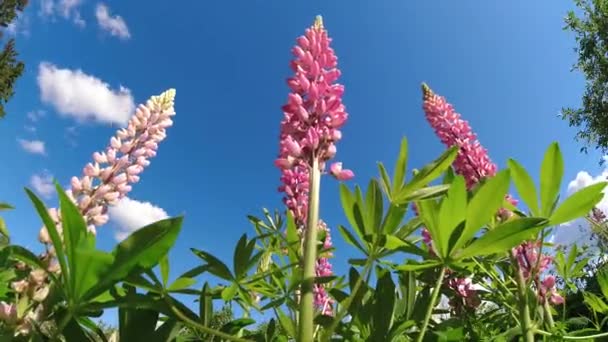 Bahçede Güzel Çiçek Açan Lupinler Bulutlar Hareket Ediyor Zaman Geçiyor — Stok video