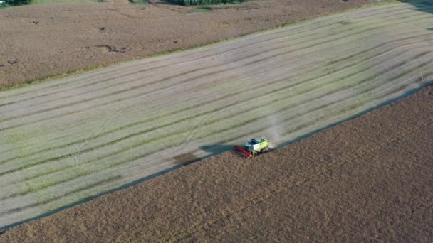 Combine Harvester Harvesting Rapeseed Field Aerial View — 비디오