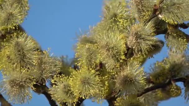 Flowering Pussy Willow Salix Caprea Rotating — Stok video