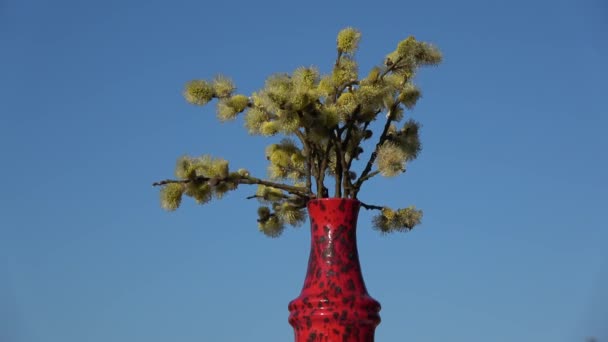 Flowering Pussy Willow Salix Caprea Rotating Red Vase — Stok video