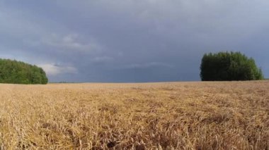 Olgun altın buğday tarlası ve yağmur bulutları hareket ediyor, zaman geçiyor