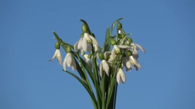 Dönen kar damlaları Galanthus nivalis buketi