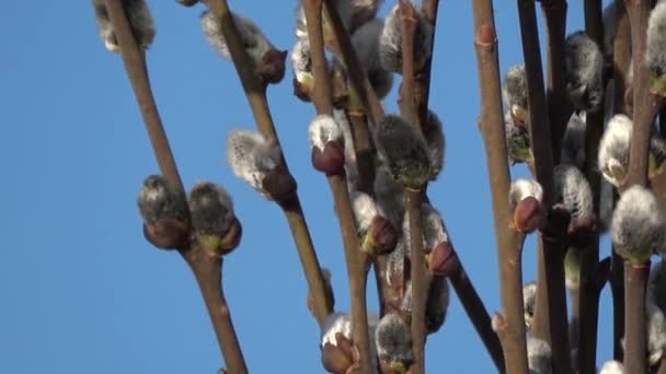 Flowering Pussy Willow Branches Rotating — Stok video