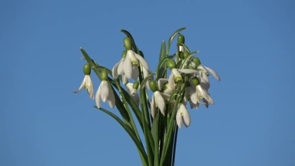 Rotating Snowdrops Galanthus Nivalis Bouquet — Vídeo de Stock