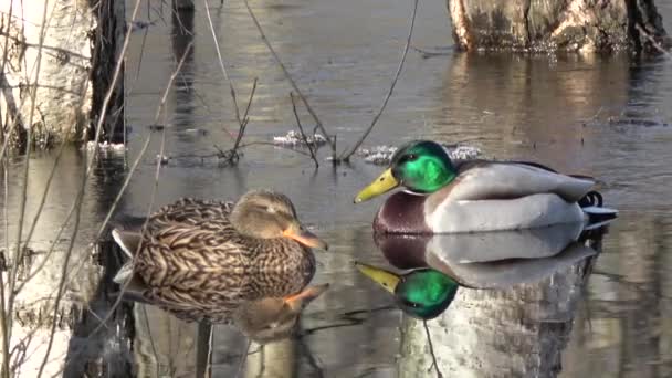 Mallard Ducks Anas Platyrhynchos Spring Flood Water Birch Forest — Stock video
