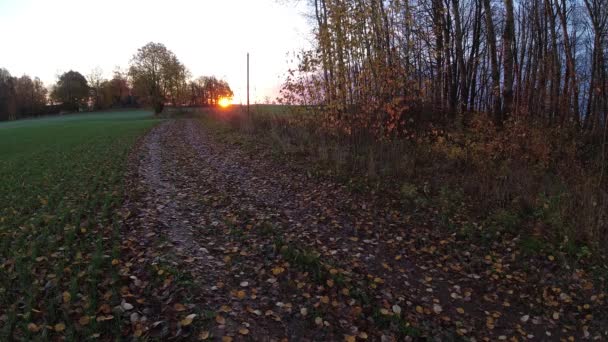 Rural Autumn Road Covered Aspen Leaves Sunrise Time Lapse — 图库视频影像