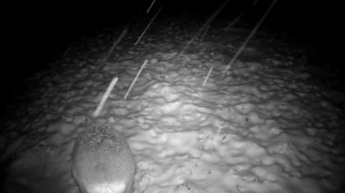 At winter night roe deer Capreolus in garden looking for frozen apples under the snow.