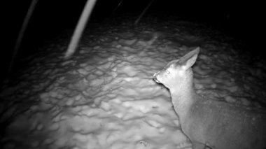 Roe deer Capreolus in night snowfall on snow. Animals night life.
