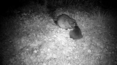 Old and young beavers in autumn night eating apple in farm garden. Animals at night.